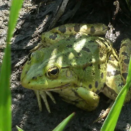 98 Petofi Utca Дом отдыха