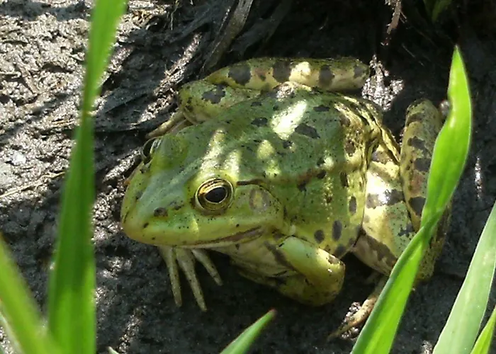 98 Petofi Utca Vakantiehuis